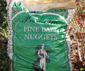 pine nuggets